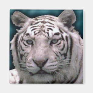 Tigre blanc, aimant