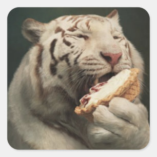 Tigre Blanc Amateur de Tarte – Autocollant Amusant
