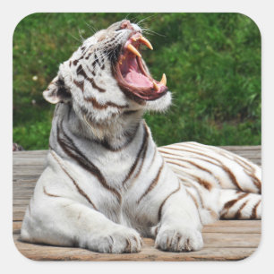 Tigre blanc, autocollant de tigre de Bengale