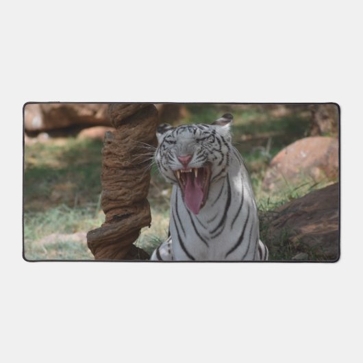 Tigre blanc en colère (Recto)