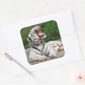 Tigre blanc, Sticker de tigre du Bengale (Enveloppe)