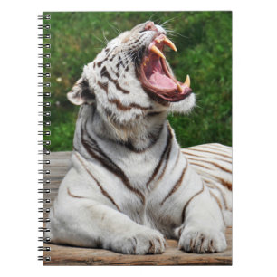 Tigre Blanc, Tigre du Bengale Cahier