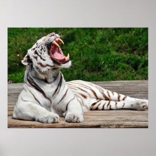 Tigre blanc, Tigre du Bengale Poster