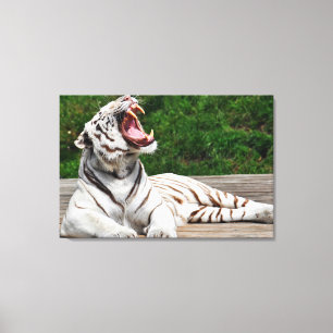 Tigre Blanc, Tigre du Bengale Toile Emballée