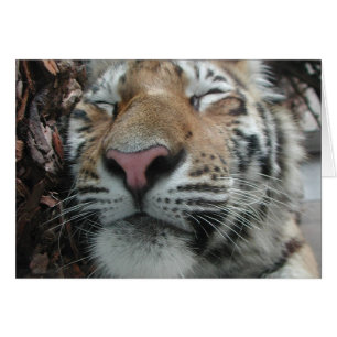 Tigre couchant