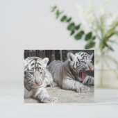 Tigre CUB blanc, carte postale de Bengale du (Debout devant)
