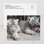 Tigre CUB blanc, carte postale de Bengale du (Devant / Derrière)