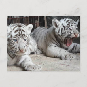 Tigre CUB blanc, carte postale de Bengale du