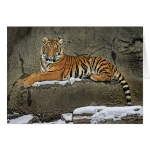 Tigre CUB Statuesque