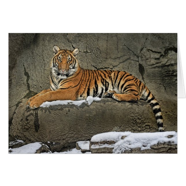 Tigre CUB Statuesque (Devant horizontal)
