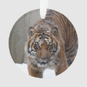 Tigre Damai de Smithsonien | Sumatran (devant)
