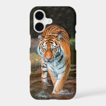 Tigre dans la rivière