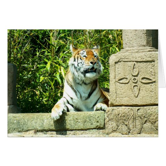Tigre dans le temple (Devant horizontal)