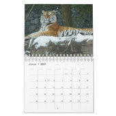 Tigre dans rouges comme calendriers (Jan 2027)
