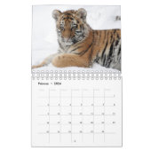 Tigre dans rouges comme calendriers (Feb 2026)