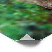 Tigre de Bengala Poster (Hoek)