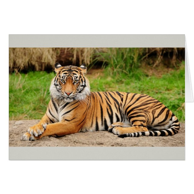 Tigre de Bengale (Devant Horizontal)