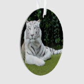 tigre de Bengale blanc (devant)