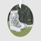 tigre de Bengale blanc (devant)