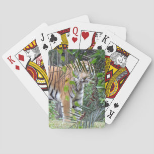 Tigre de Bengale - Cartes de Jeu de Vélos
