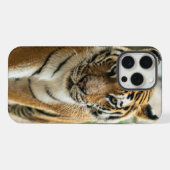 Tigre de randonnée forestière (Verso Horizontal)