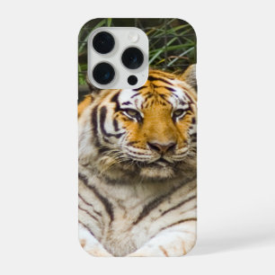 Tigre de Sibérie