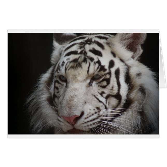 Tigre de Sibérie (Devant horizontal)