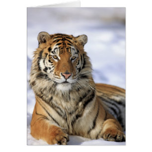 Tigre de Sibérie, Panthera tigris altaica, Asie,
