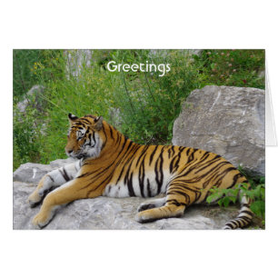Tigre de Sibérie se reposant sur un rocher