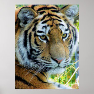 Tigre de Sibérie, Tigre de l'Amour Affiche