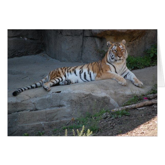 Tigre du Bengale (Devant horizontal)