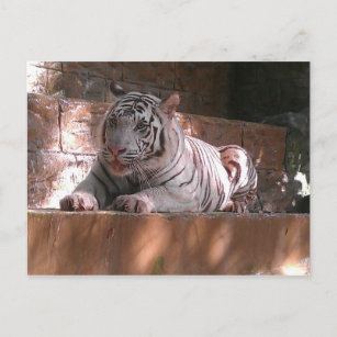 Tigre du Bengale Blanc, Carte postale Trinidad
