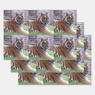 Tigre du Bengale - Feuilles de papier enveloppant 