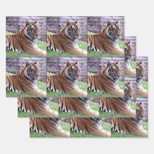 Tigre du Bengale - Feuilles de papier enveloppant  (Lot)