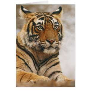 Tigre du Bengale royal sur le rocher, Ranthambhor