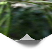 Tigre du Bengale vous regardant poster 2 (Coin)