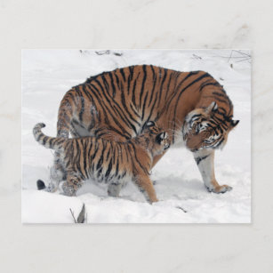 Tigre et petit dans la neige belle carte postale p