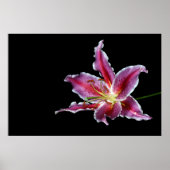 tigre lilly imprimer / affiche / canvus - fleur de (Devant)