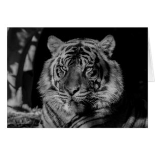 Tigre noir et blanc