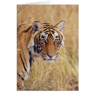 Tigre royal du Bengale