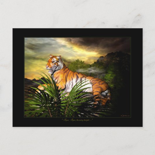 Tigre, Tigre, Gravure de carte postale (Devant)