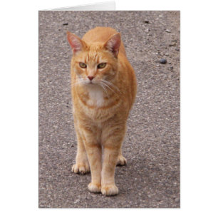 Tigre urbain