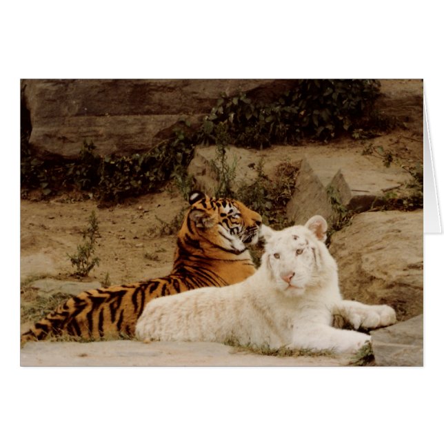 Tigres (Devant horizontal)