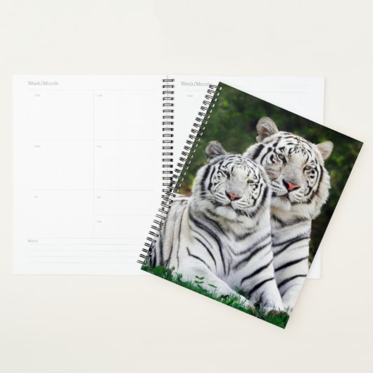 Tigres Blancs (Devant avec enveloppe)