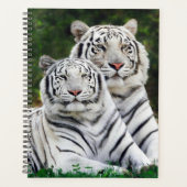 Tigres Blancs (Devant)