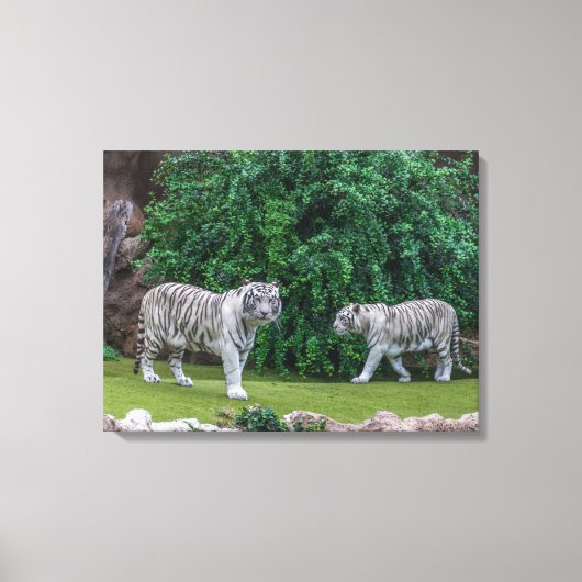 Tigres blancs afficher l'impression de toile (Recto)