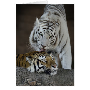 Tigres blancs et Brown au repos