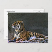 Tigress Briefkaart (Voorkant / Achterkant)