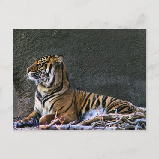 Tigress Briefkaart (Voorkant)