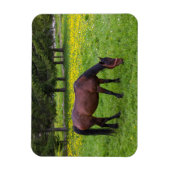 Tihuta Pass, Pastuur in Pasture Magneet (Verticaal)